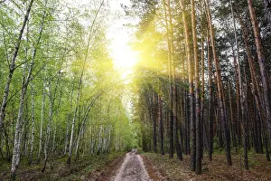 Bright sun over country road in the mixed forest