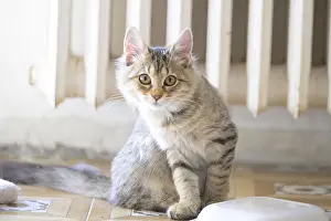 A bright tabby cat in a sitting position indoors with attentive eyes