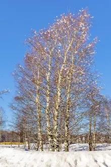 Bright winter frosty day in Lapland