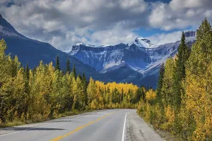 Bright yellow aspen and birch beside the road