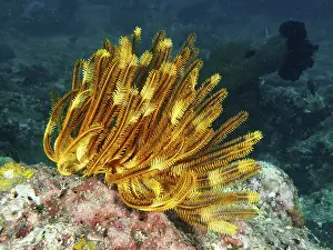 Framed Print : A bright yellow Bushy Feather Star Framed Print : A bright yellow Bushy Feather Star