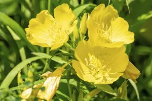 Bright yellow evening primrose flowers blooming in the summer sunshine