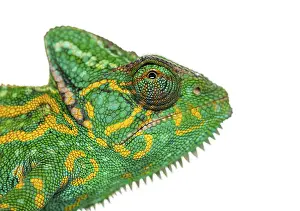 Bright Yemen chameleon, Chamaeleo calyptratus