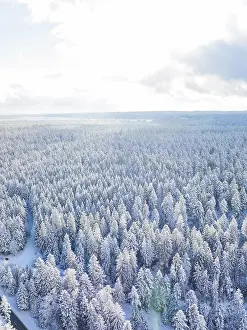Brightly lit winter forest with snow-covered trees and sunny sky