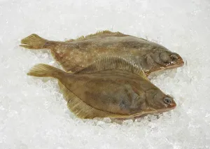 Brill, brill, other animals, fish