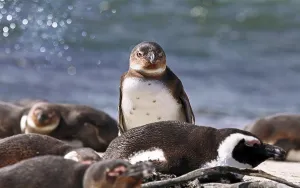 Brillenpinguin, Stony Point, S