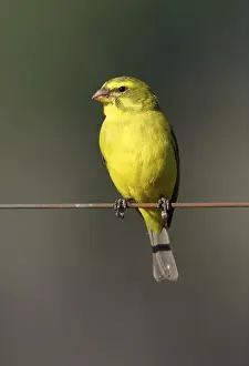 Brimstone Canary (Serinus sulphuratus sharpii)