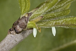 Brimstone (Gonepteryx rhamni) Butterfly two eggs