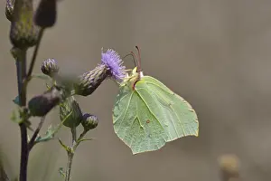 Brimstone (Gonepteryx rhamni), female