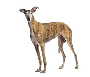 Brindle greyhound standing side view looking at camera on white background