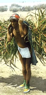 Bringing in the harvest among the Hopi Indians