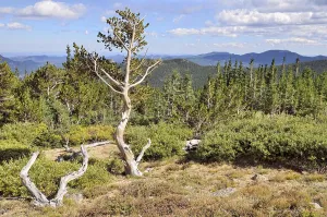 Bristlecone Pine Forest, forest of long-living Great Basin Bristlecone Pines (Pinus longaeva)