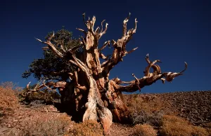 Bristlecone Pine, White Mountains