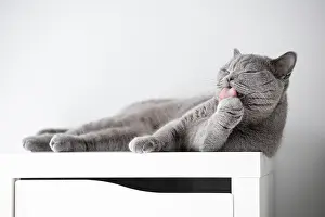 A british cat lies on the cupboard and licks its paw