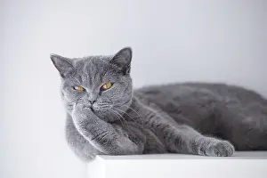 British cat lying on a white shelf