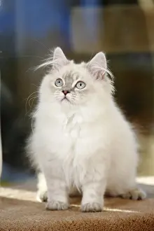 British longhair cat, 5 months