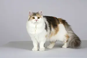 British Longhair cat, blue-cream-white