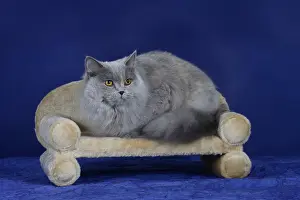 British longhair cat, blue-tortie