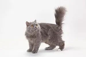 British longhair cat, blue-white