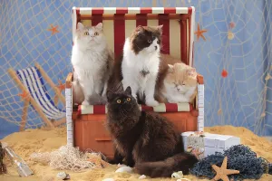 British Longhair Cat, British Longhair Cat