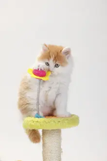 British longhair cat, kitten, 8 weeks