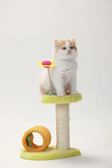 British longhair cat, kitten, 8 weeks