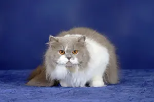 British longhair cat, lilac-white