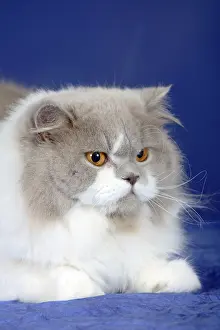British longhair cat, lilac-white
