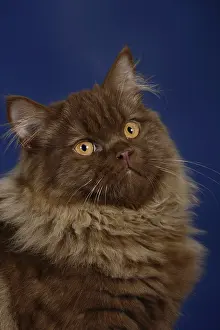 British longhair cat, male, chocolate