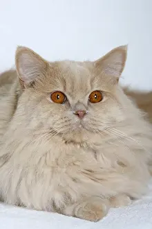 British longhair cat, male, cream