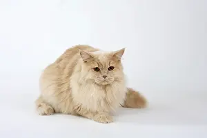 British longhair cat, male, cream