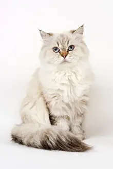 British Longhair cat, sitting