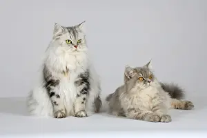British longhair cats, blue-cream-silver-tabby-mackerel and black-silver-tabby-classic