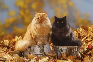 British Longhair Cats, Male, Black and Red