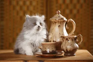 British Longhair, kitten, 9 weeks