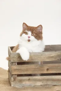 British longhair, male, cinnamon-white, 5 months