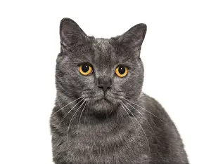 British Shorthair, 4 years old