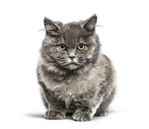 British shorthair, 5 months old
