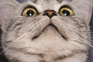 British Shorthair cat