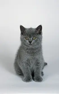 British Shorthair Cat, blue, kitten