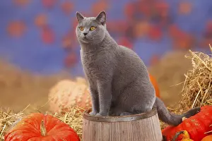 British shorthair cat, blue, tomcat