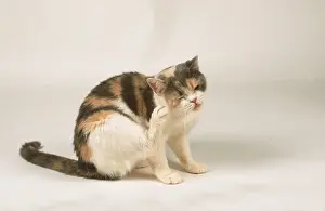 British Shorthair Cat, British shorthair cat