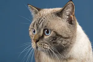 British shorthair cat (Felis catus)