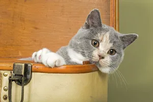 British Shorthair cat, kitten, 18 weeks