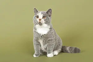 British Shorthair cat, kitten, 18 weeks