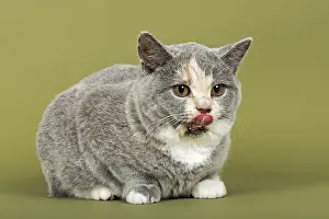 British Shorthair cat, kitten, 18 weeks