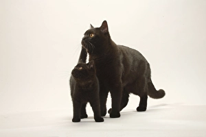 British shorthair cat with kitten