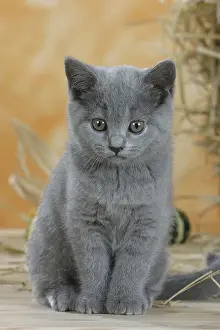British Shorthair Cat, kitten, blue