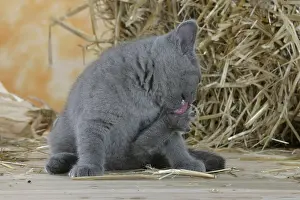 British Shorthair Cat, kitten, blue