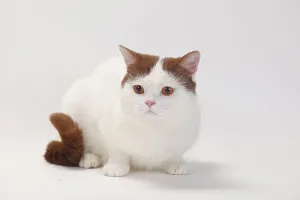 British shorthair cat, male, cinnamon white van